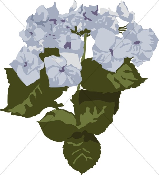 Close Up of Blue Hydrangea Blooms Thumbnail Showcase