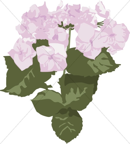 Pink Hydrangea Blooms