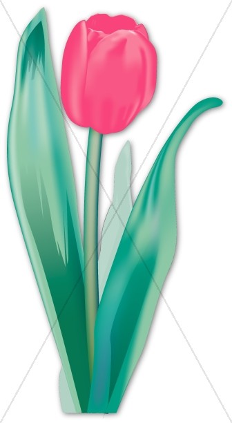 Luminescent Pink Tulip Bulb Thumbnail Showcase
