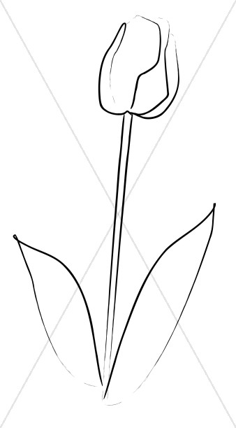 Elegant Tulip Sketch