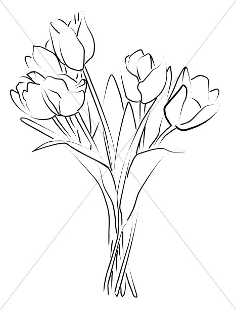 Tulip Bouquet Sketch