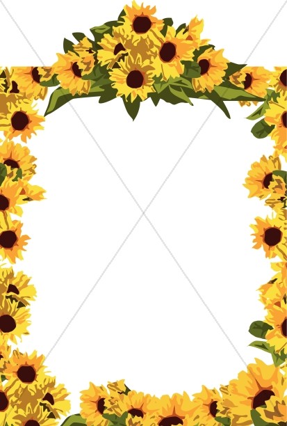 Full Frame Golden Sunflowers