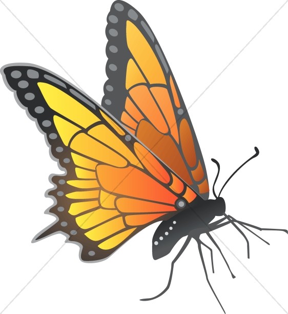 Modern Monarch butterfly resting Thumbnail Showcase