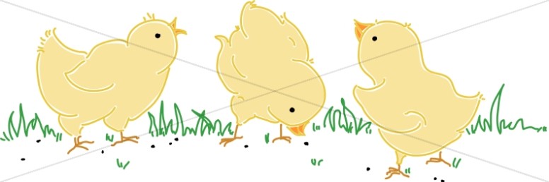 Chicks in the Grass Thumbnail Showcase