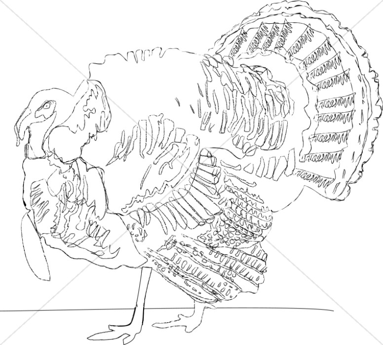 Detailed Turkey Line Drawing