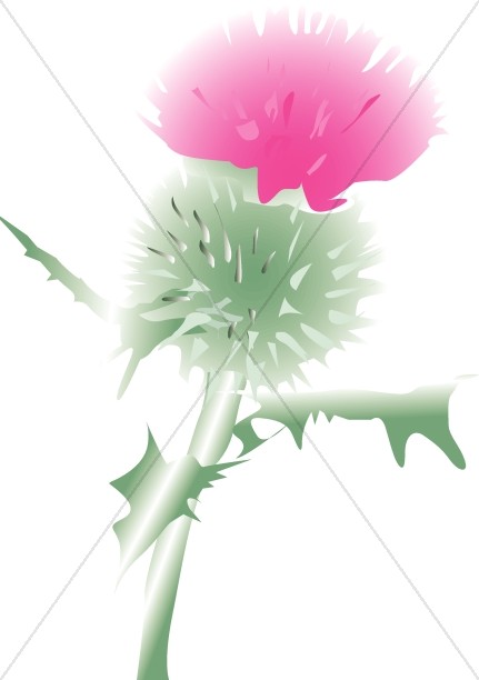 Pink Scottish Thistle Blossom Thumbnail Showcase