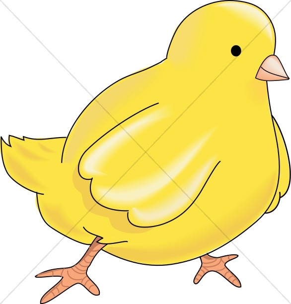 Yellow Chick Thumbnail Showcase