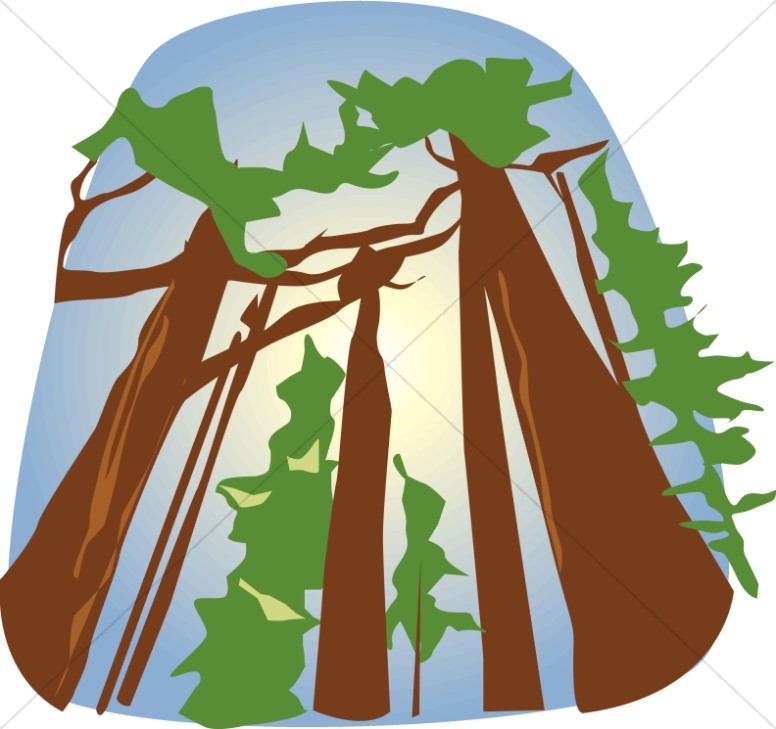 clip art redwood tree - photo #44