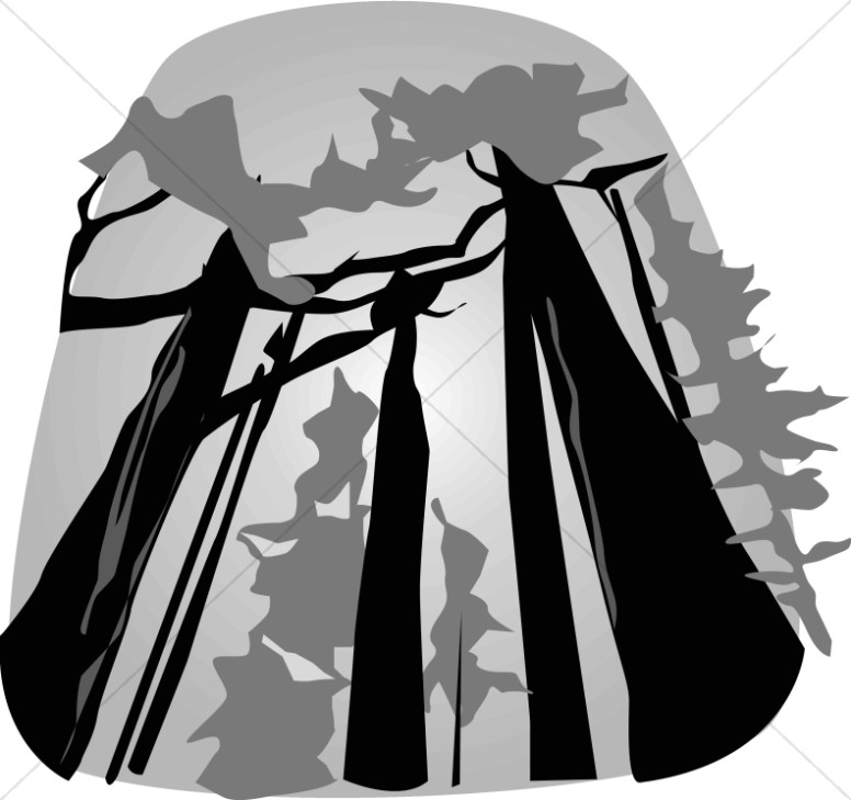 Black and White Towering Redwoods Thumbnail Showcase