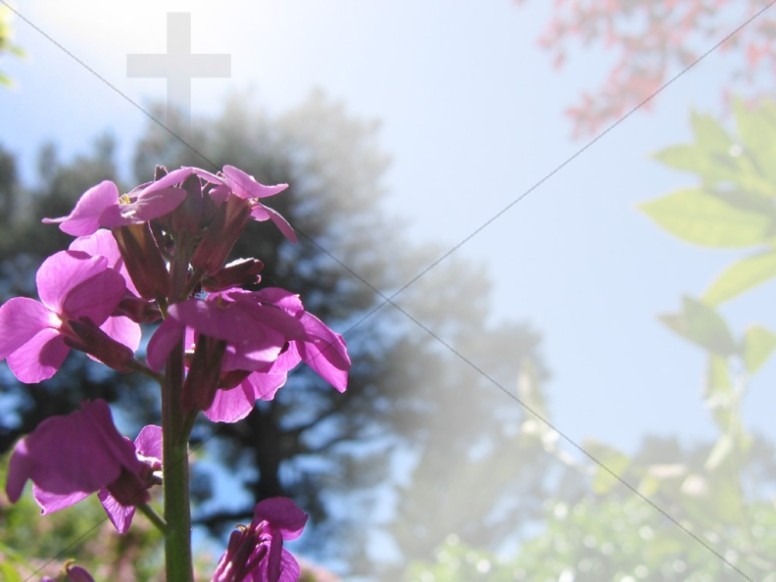 Spring Flower with Cross Watermark
