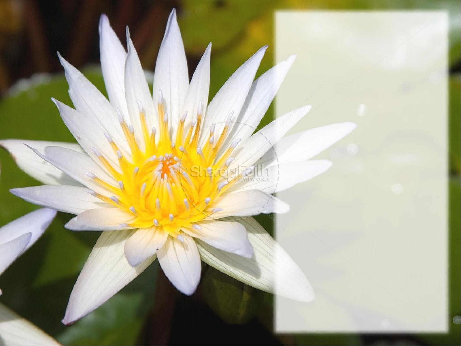 Water Lily with Verse from 1 Peter Thumbnail 2