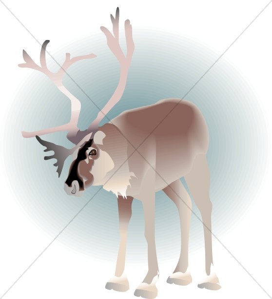 Reindeer Standing Thumbnail Showcase
