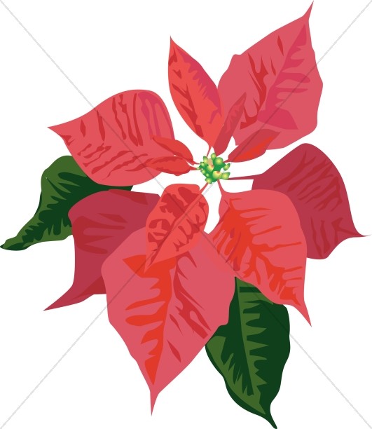 Poinsettia Bloom  Traditional Christmas Decoration Clipart