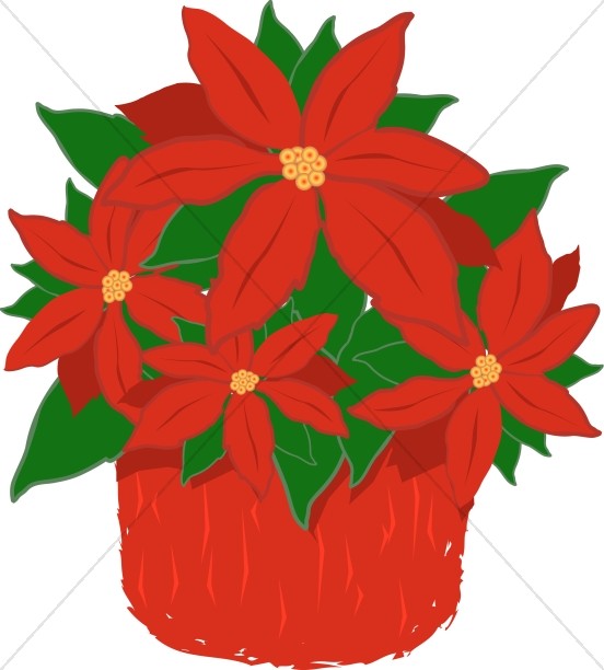 Red Poinsettia Plant Thumbnail Showcase