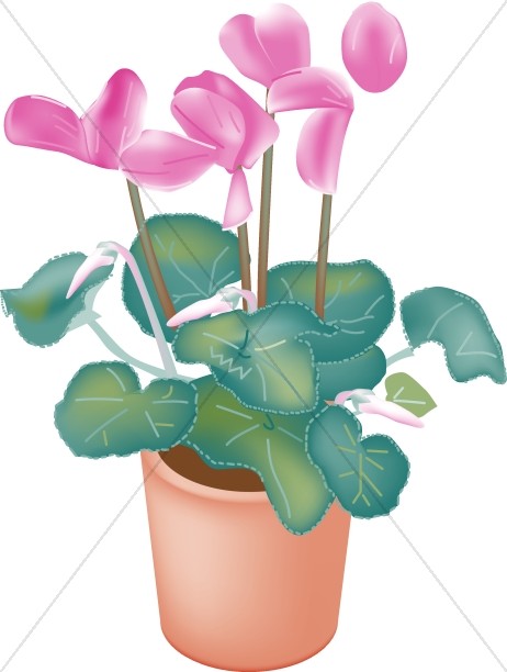 Potted Cyclamen Orchids Thumbnail Showcase