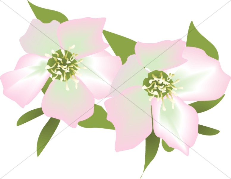 Pink Lily Blossoms Thumbnail Showcase